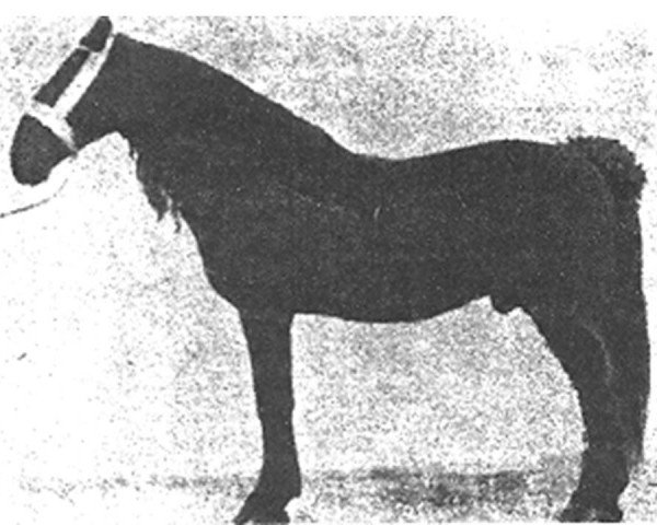 stallion Descuidado (Pura Raza Espanola (PRE), 1950, from Saleroso)