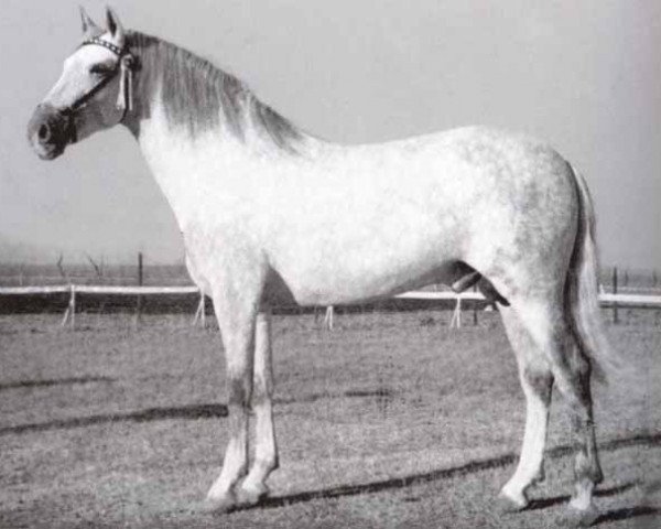 stallion Descarado II (Pura Raza Espanola (PRE), 1949, from Novato)