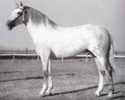 stallion Descarado II (Pura Raza Espanola (PRE), 1949, from Novato)