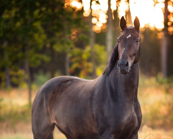 Zuchtstute Charisma (Trakehner, 2012, von Hidalgo)