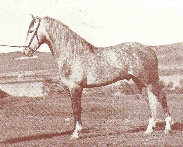 stallion Capitan VII (Pura Raza Espanola (PRE), 1948, from Capitan III)