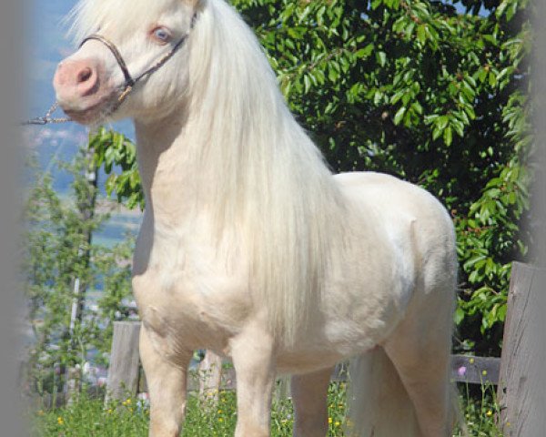 stallion Halstock Glacier (Shetland Pony, 1995, from Earlsdon Georgian Silver)