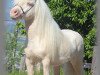 Deckhengst Halstock Glacier (Shetland Pony, 1995, von Earlsdon Georgian Silver)