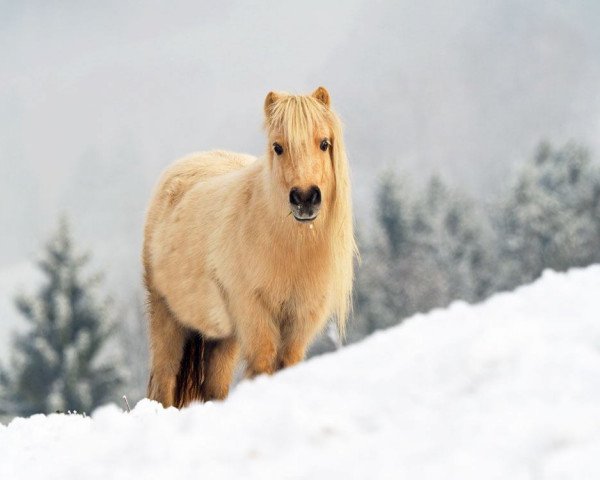 broodmare Maybelline Jade el Saraja (Shetland pony (under 87 cm), 2009, from Halstock Glacier)