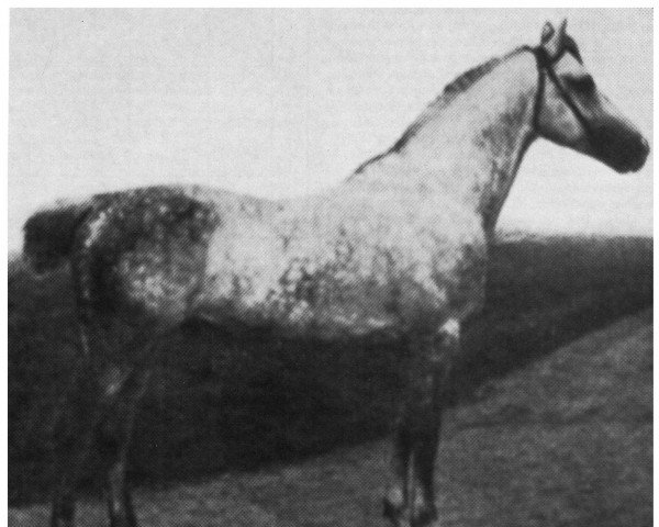 stallion Rübezahl 2109 (Holsteiner, 1902, from Amurath II (D) 1981)