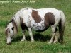 broodmare Hermits April Rose (Shetland pony (under 87 cm), 1994, from Patch of Glenbogie)