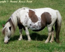 broodmare Hermits April Rose (Shetland pony (under 87 cm), 1994, from Patch of Glenbogie)