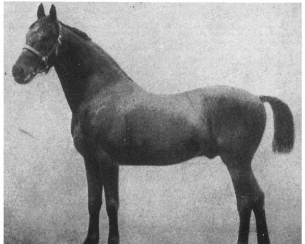 stallion Achill 1265 (Holsteiner, 1877, from Herkules 1163)