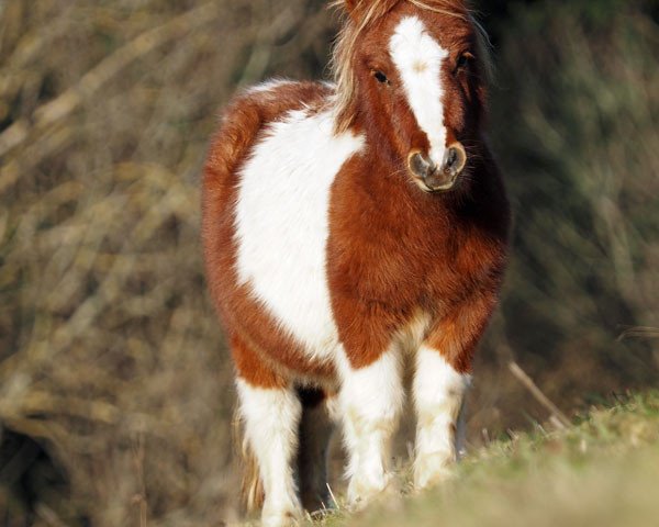 broodmare Willoughby Bramble (Shetland pony (under 87 cm), 2017, from Hermits Shalimar)