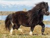 Zuchtstute Zenith tho van Valkenblik (Shetland Pony (unter 87 cm),  , von Prince van de Wouwbaan)