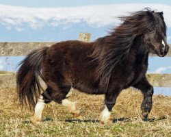 Zuchtstute Zenith tho van Valkenblik (Shetland Pony (unter 87 cm),  , von Prince van de Wouwbaan)