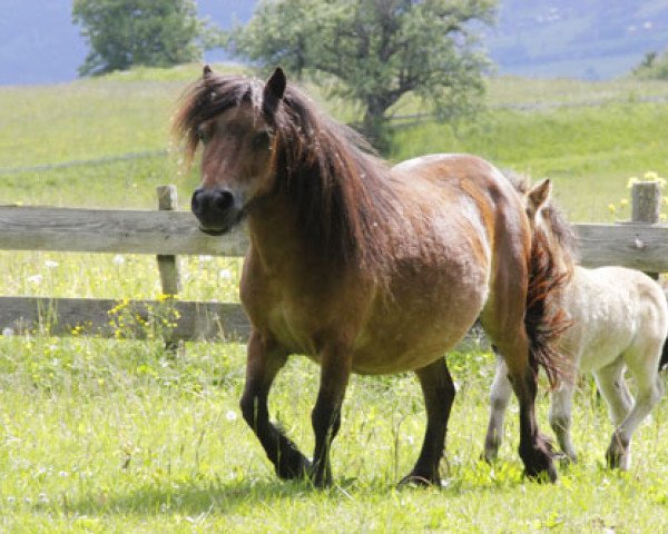 broodmare Rebecca van de Westerbrink (Shetland pony (under 87 cm),  , from Expensive van Bromishet)