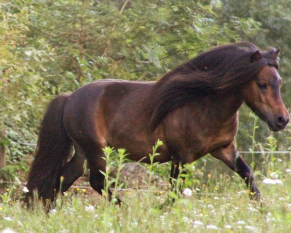 Deckhengst Amasonic Skyper el Saraja (Shetland Pony (unter 87 cm), 2008, von Kerswell Cloud)