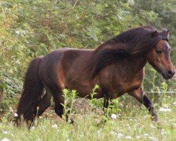 stallion Amasonic Skyper el Saraja (Shetland pony (under 87 cm), 2008, from Kerswell Cloud)