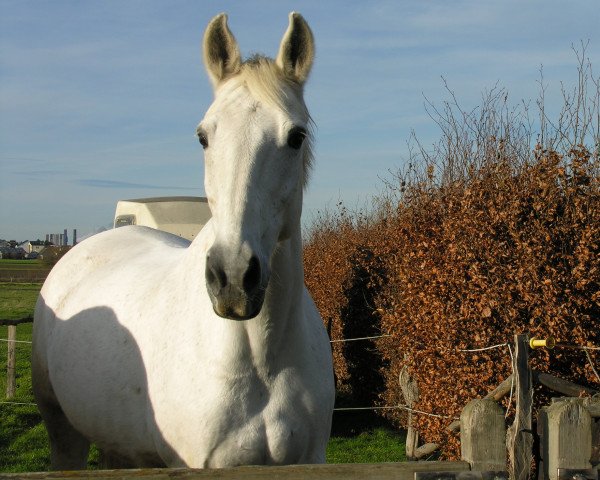 Pferd Silver 170 (Dänisches Warmblut, 1999)