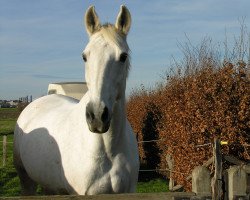 horse Silver 170 (Danish Warmblood, 1999)