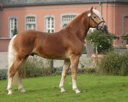 Deckhengst Astaire (Haflinger, 2004, von Aquarin)