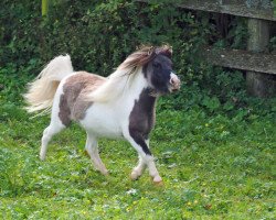 broodmare El Saraja Babilly Bee (Shetland pony (under 87 cm), 2017, from Amasonic Skyper el Saraja)