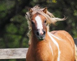 Zuchtstute Lilly Vanilly el Saraja (Shetland Pony (unter 87 cm), 2012, von Longview Horatio)