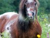 broodmare Earlsdon Myra Sky (Shetland pony (under 87 cm), 1995, from Earlsdon Charm)