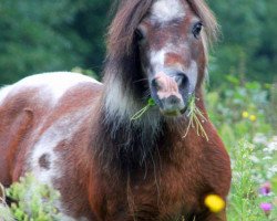 Zuchtstute Earlsdon Myra Sky (Shetland Pony (unter 87 cm), 1995, von Earlsdon Charm)