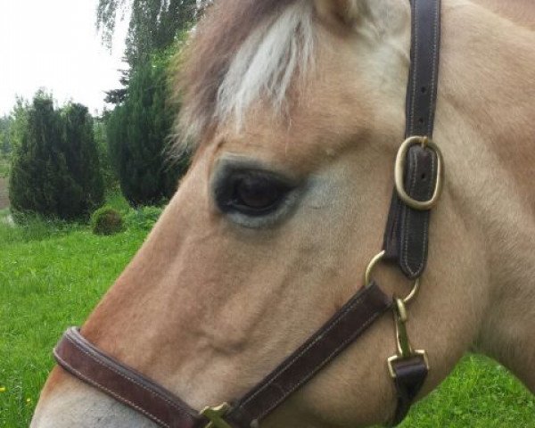 broodmare Mel (Fjord Horse, 1994, from Odin)