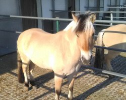 dressage horse Puschkin (Fjord Horse, 2007, from Picasso)