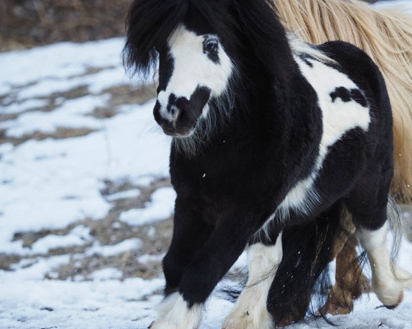 stallion Jungle Little Cassanova (Shetland pony (under 87 cm), 2009, from Fairytail Peanuts)