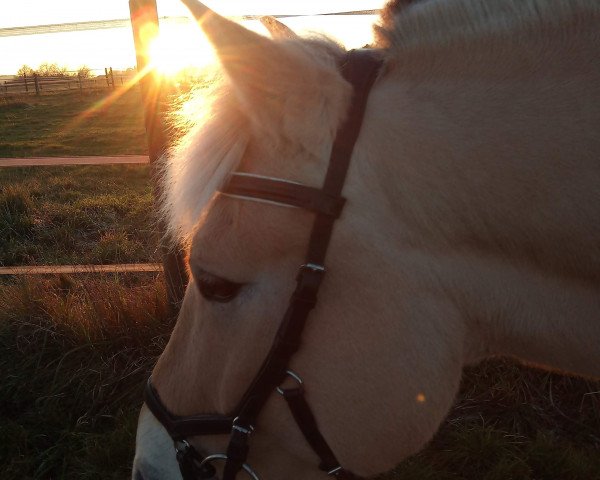 horse Ricardo (Fjord Horse, 2009, from Kastanielystens Rasmus)