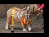 broodmare Gilslandwells Little Kassandra (Shetland pony (under 87 cm), 2005, from Rasmie of Burland)