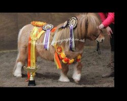 broodmare Gilslandwells Little Kassandra (Shetland pony (under 87 cm), 2005, from Rasmie of Burland)