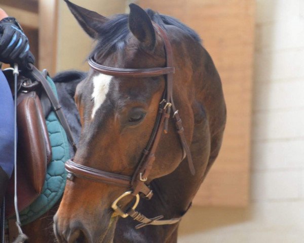 dressage horse Danaos 8 (Westphalian, 2005, from Don Primero)