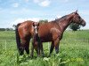 broodmare Floriane (Westphalian, 2001, from Floriano)