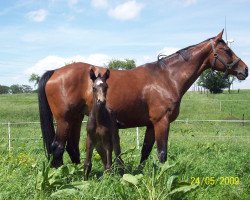 Pferd Floriane (Westfale, 2001, von Floriano)