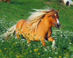 stallion Jungle Little Lord Devero (Shetland pony (under 87 cm), 2015, from Wotknotts Conquest)