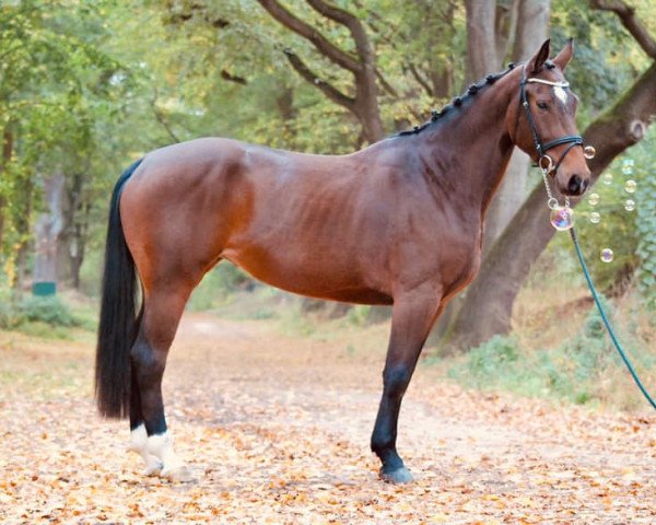 broodmare Lord Pizarro´s Escada B (Hanoverian, 2014, from Lord Pizarro)