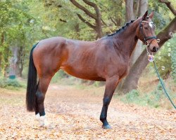 broodmare Lord Pizarro´s Escada B (Hanoverian, 2014, from Lord Pizarro)