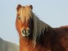 broodmare Onera van Bromishet (Shetland pony (under 87 cm), 1999, from Athelney Blue)