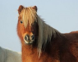 broodmare Onera van Bromishet (Shetland pony (under 87 cm), 1999, from Athelney Blue)