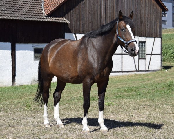 dressage horse Amadäus (Polish Warmblood, 2007)