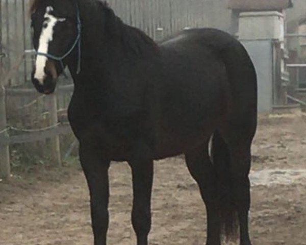 jumper Cincinnati Z (Zangersheide riding horse, 2017, from Cicero Z van Paemel)