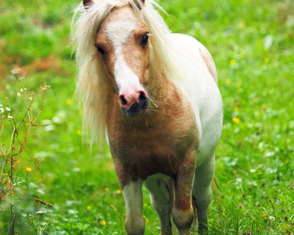 stallion Halstock Tobias (Shetland pony (under 87 cm), 2016, from Twyfords Pepsi)