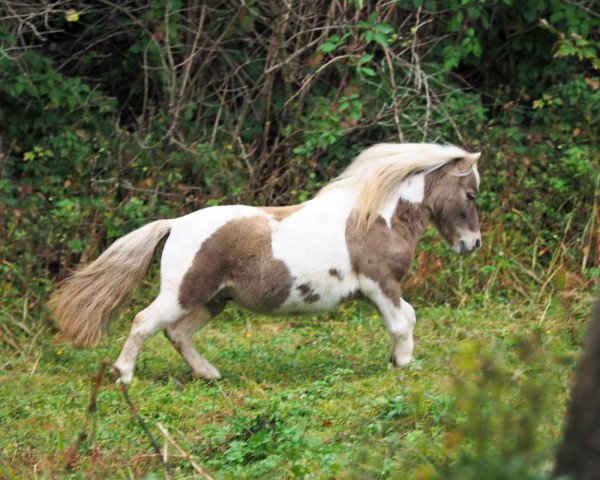 stallion Halstock Jumping Jack Flash (Shetland pony (under 87 cm), 2008, from Twyfords Pepsi)