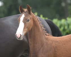 Springpferd Hengst von Balinsky (Westfale, 2020, von Balinsky)