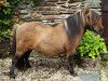 Zuchtstute Enigma Salome (Shetland Pony (unter 87 cm), 2007, von Kerswell Mandarin)