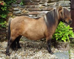 broodmare Enigma Salome (Shetland pony (under 87 cm), 2007, from Kerswell Mandarin)