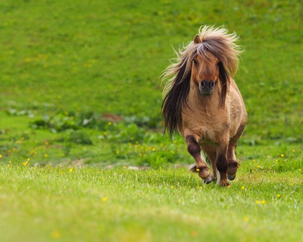 stallion Enigma Sirocco (Shetland pony (under 87 cm), 2015, from Enigma Sorcerer)