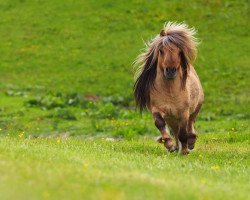 Deckhengst Enigma Sirocco (Shetland Pony (unter 87 cm), 2015, von Enigma Sorcerer)