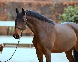 broodmare Heidi Herzlich (Holsteiner, 2015, from Lorentin I)