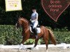 dressage horse That's Me 7 (German Riding Pony, 2010, from Top Gun I)